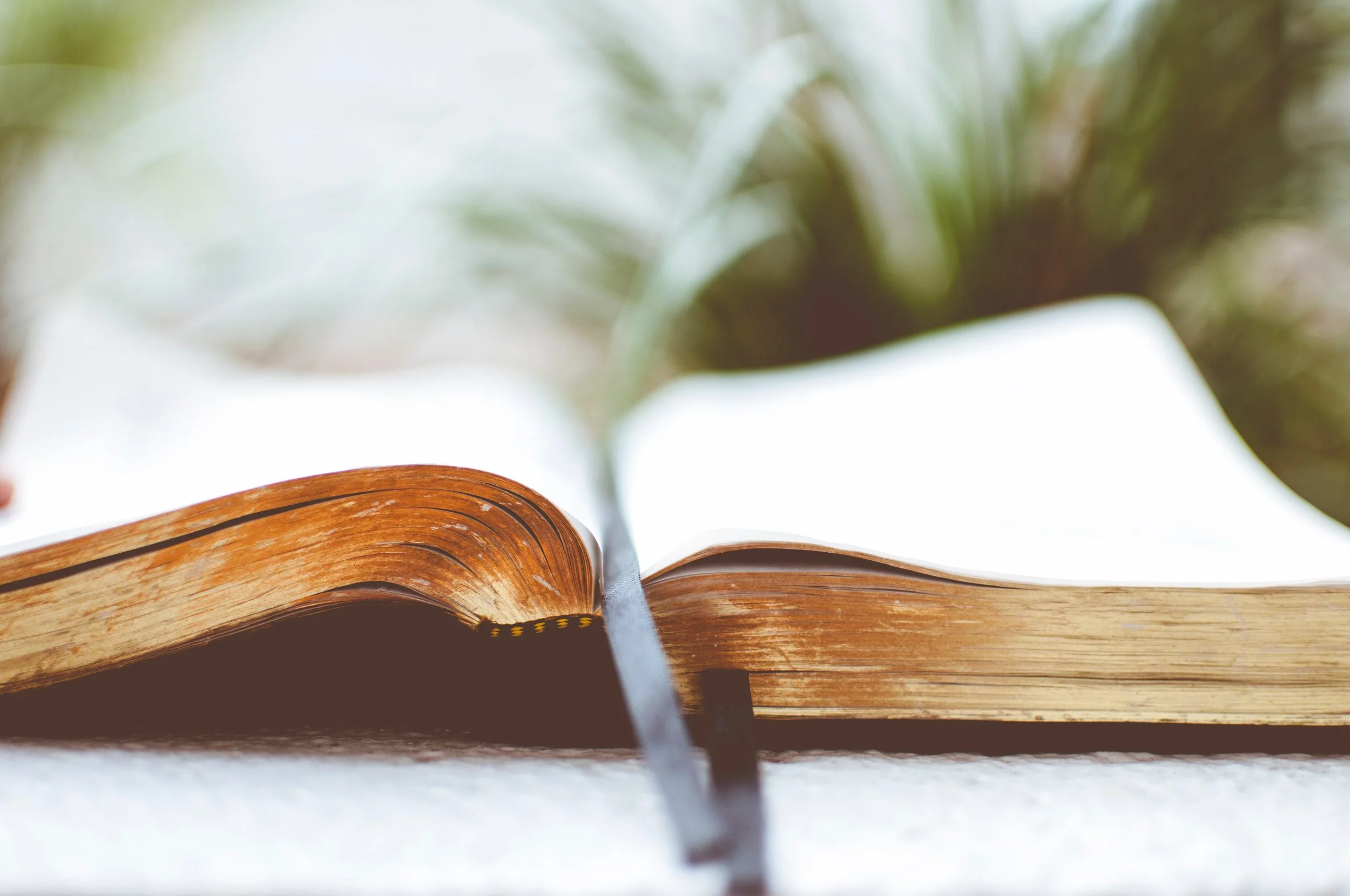 open Bible with plant in the background
